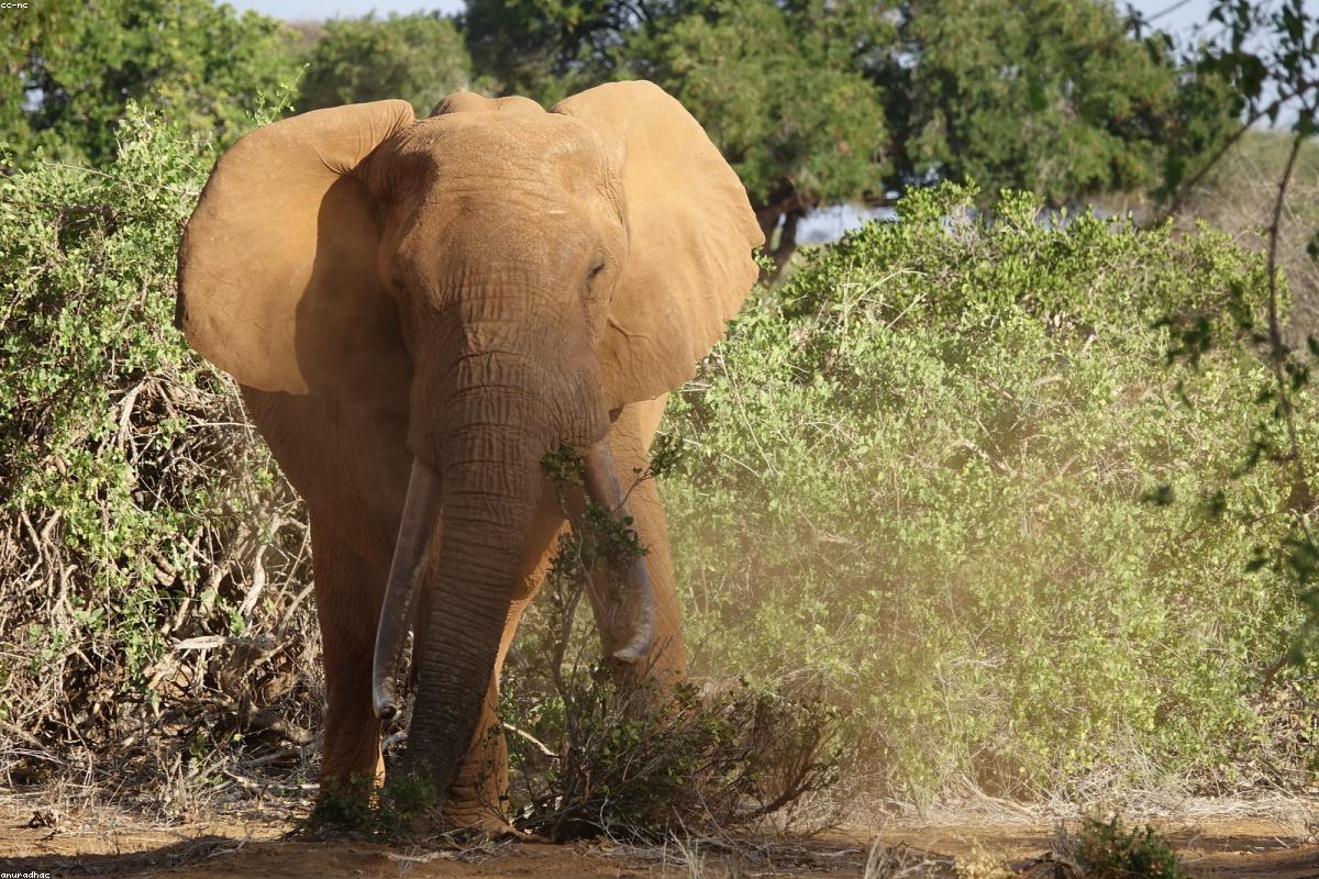 Amboseli in February: dust and elephants