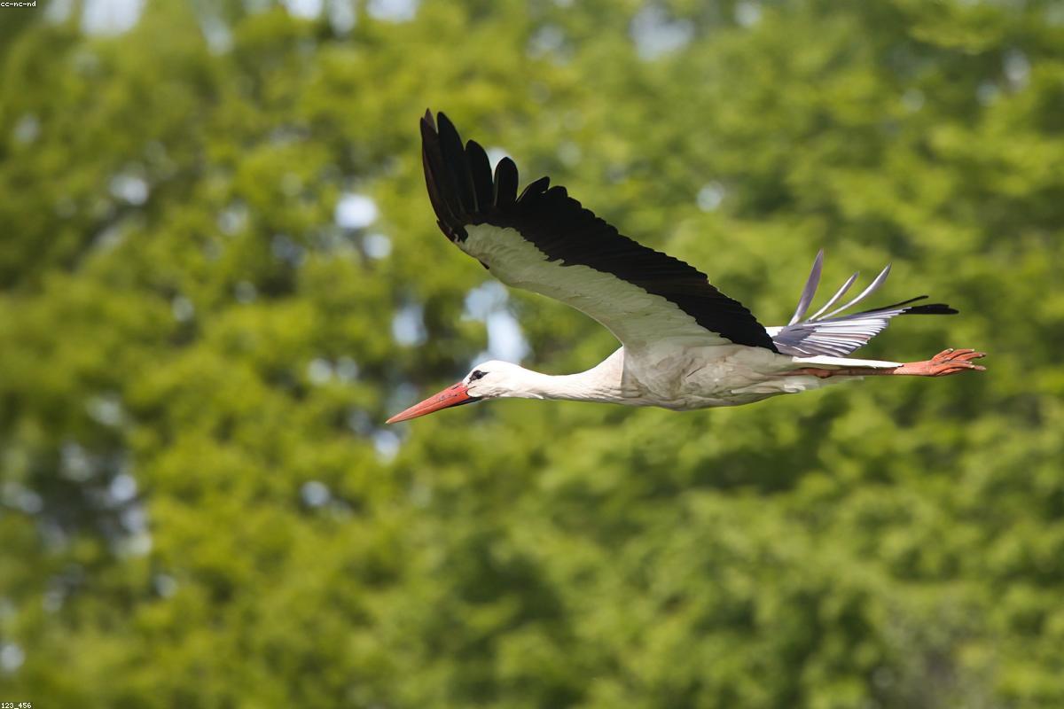 Yellow-billed stork in swamp