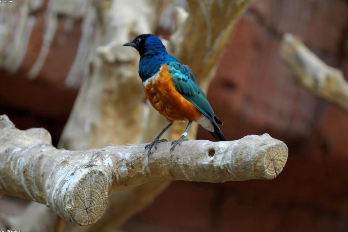 Superb starling on ground