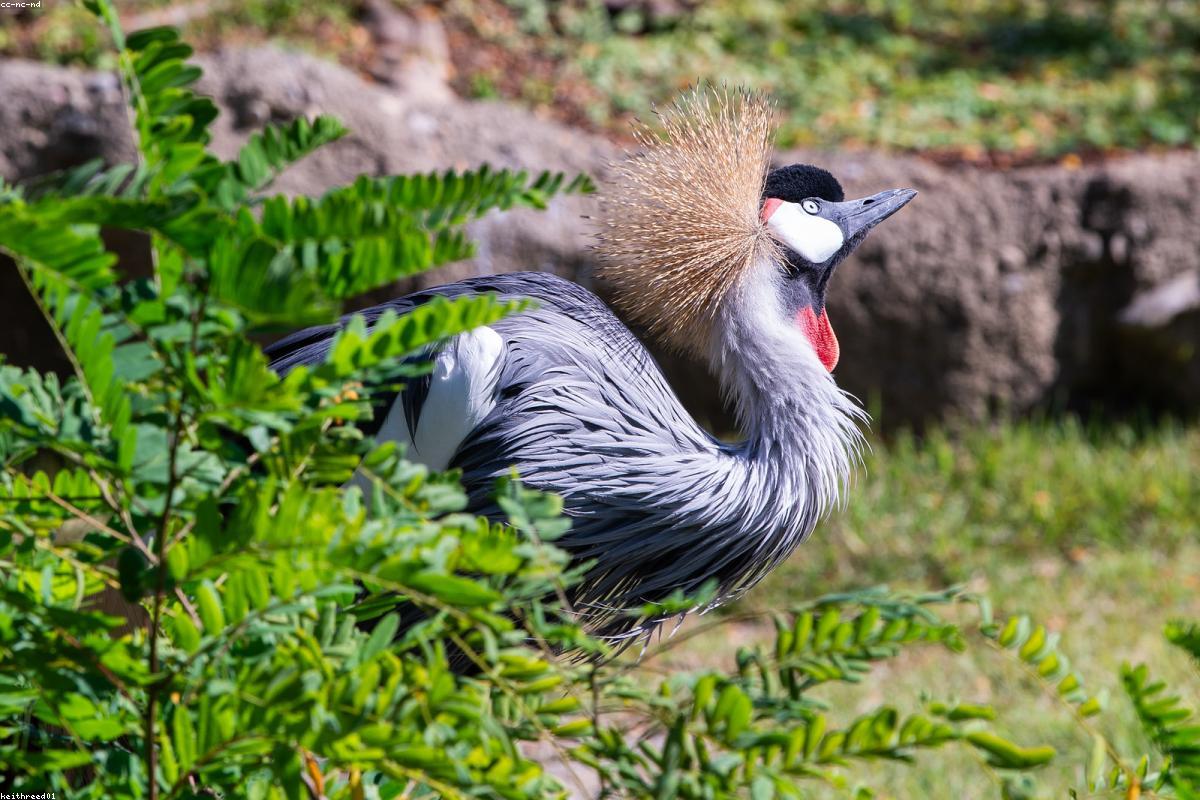 Two grey crowned cranes