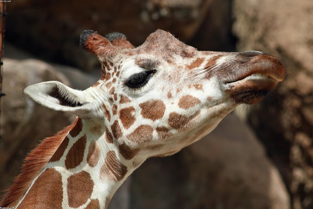 Giraffe against Kilimanjaro