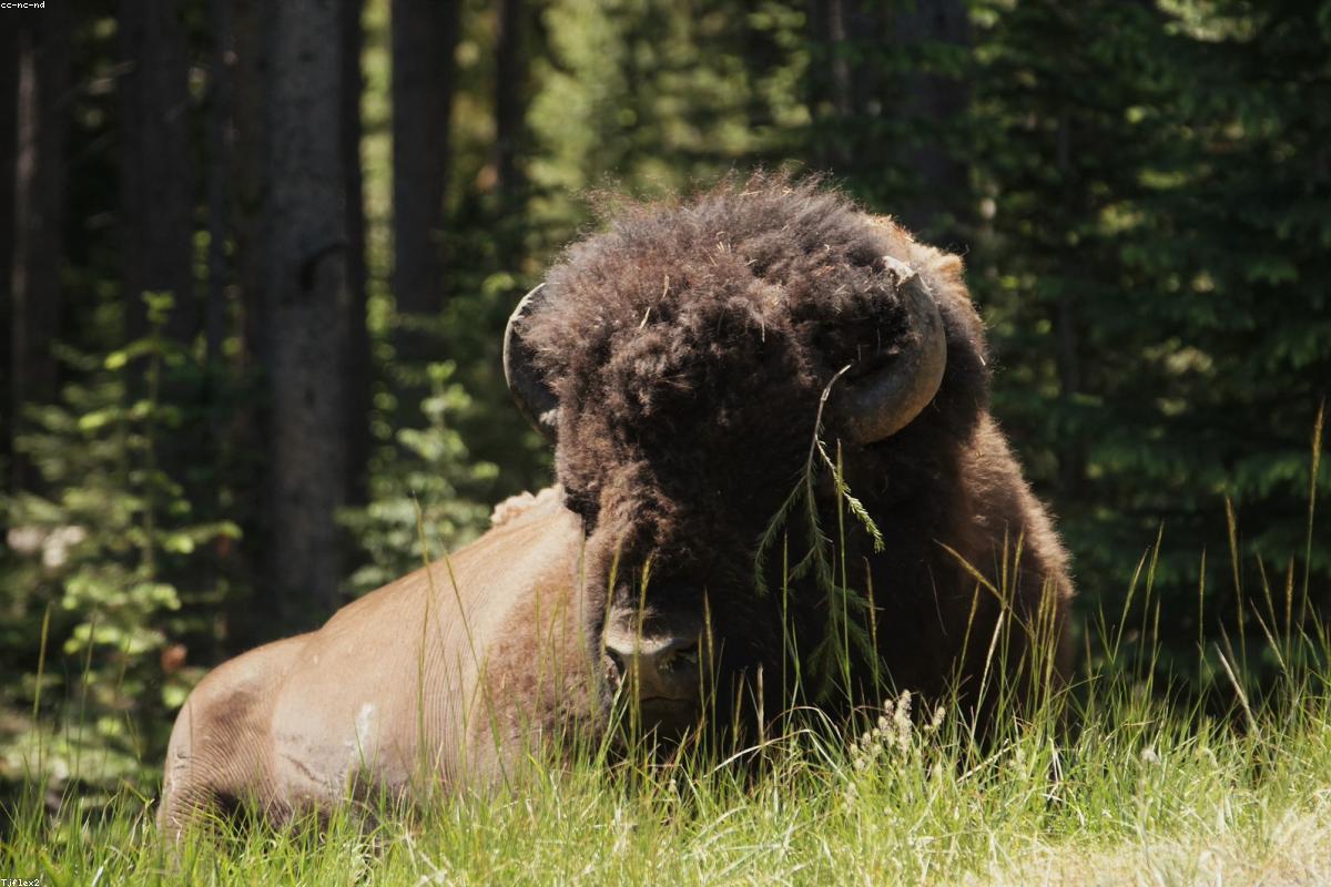 Buffalo face close