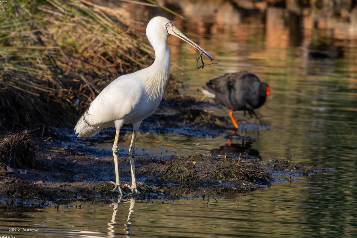 Spoonbill in flight