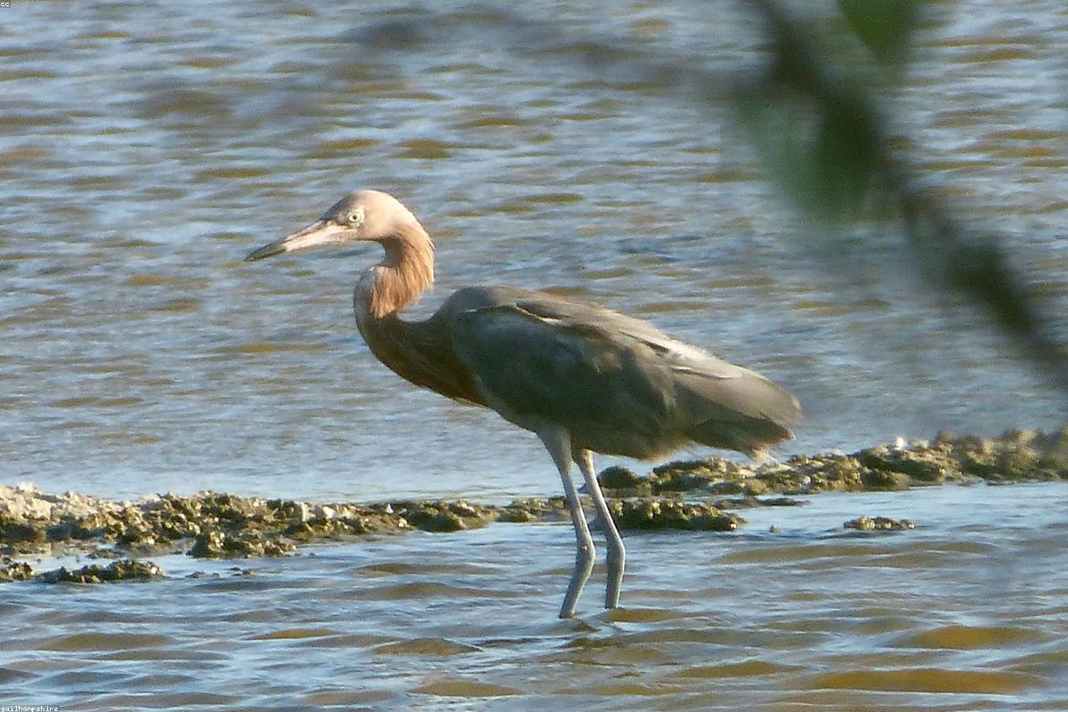 Reddish egret in dark phase