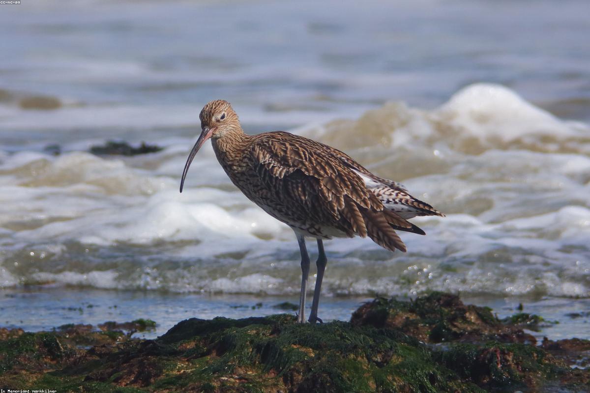 Long-billed curlew on a sandbar