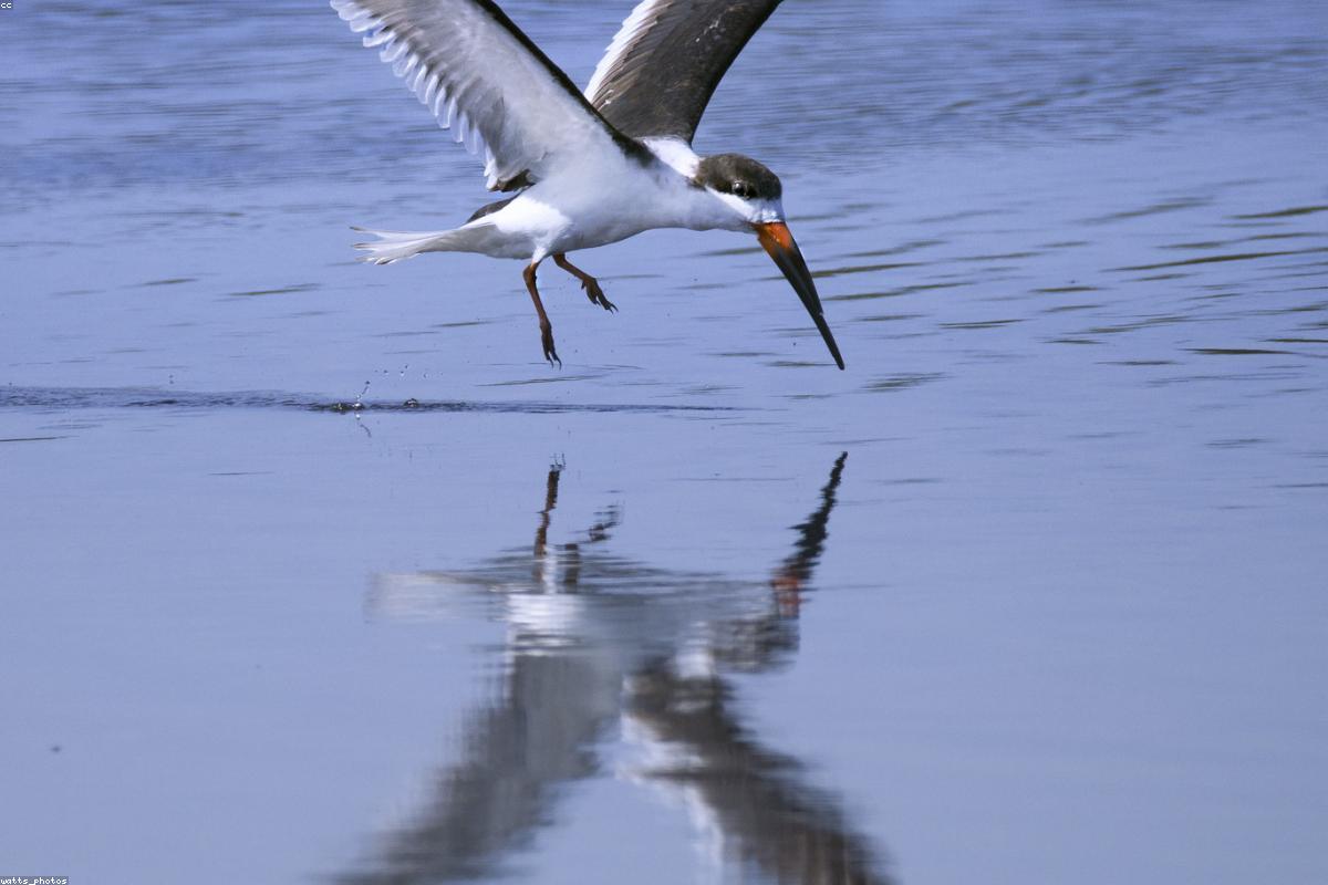 Black skimmer skimming the water