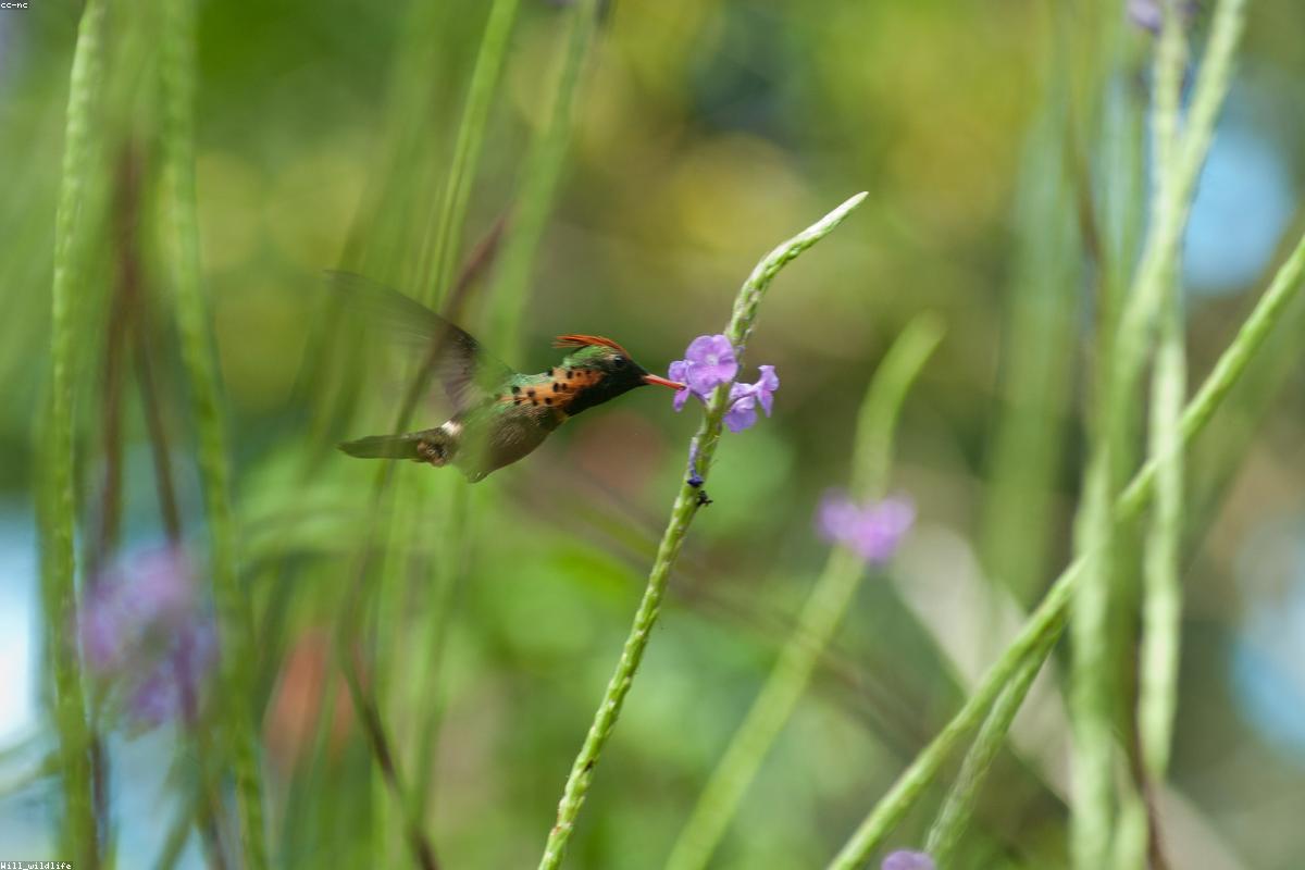 Tufted Coquette female