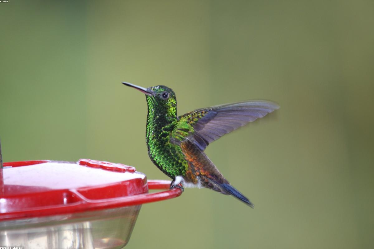 Copper-rumped Hummingbird in flight