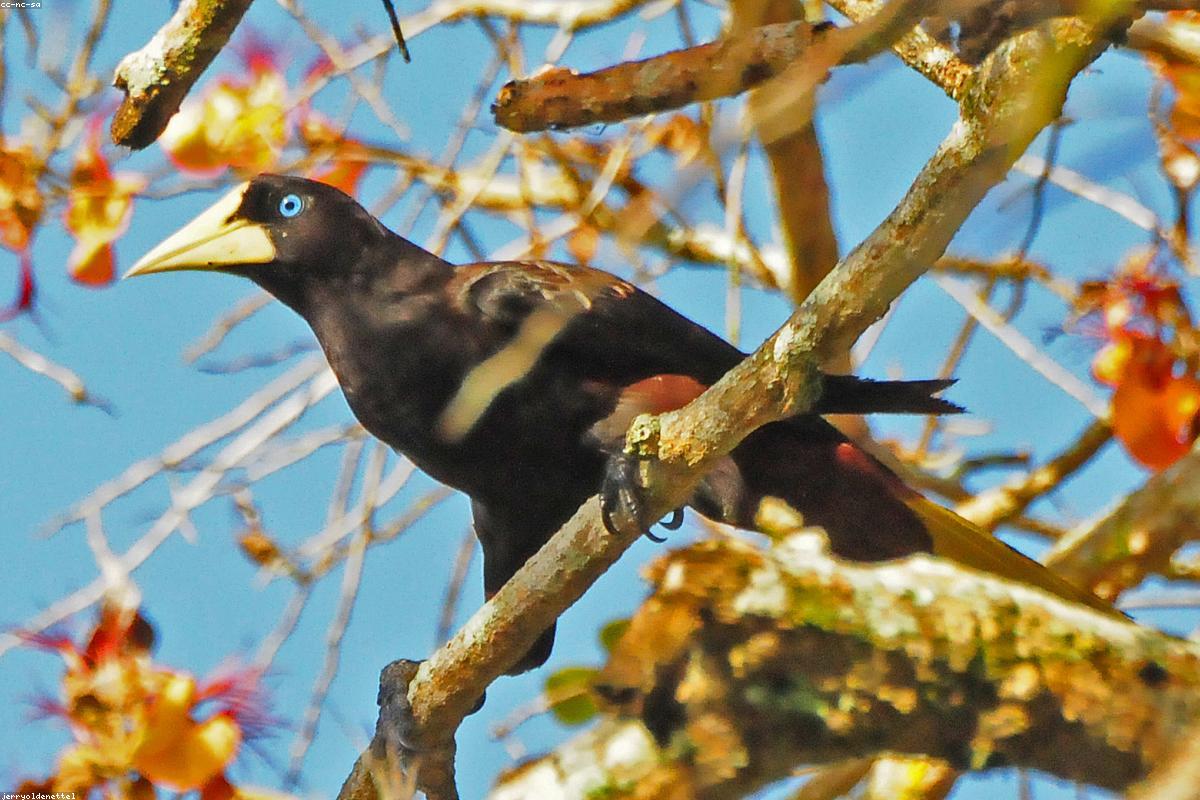 Crested Oropendola calling