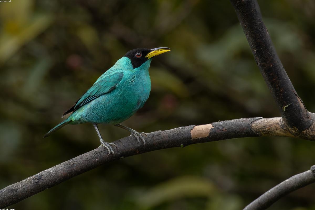 Green Honeycreeper on fruit