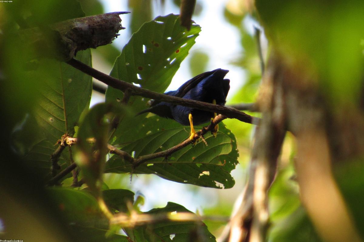 Purple Honeycreeper male