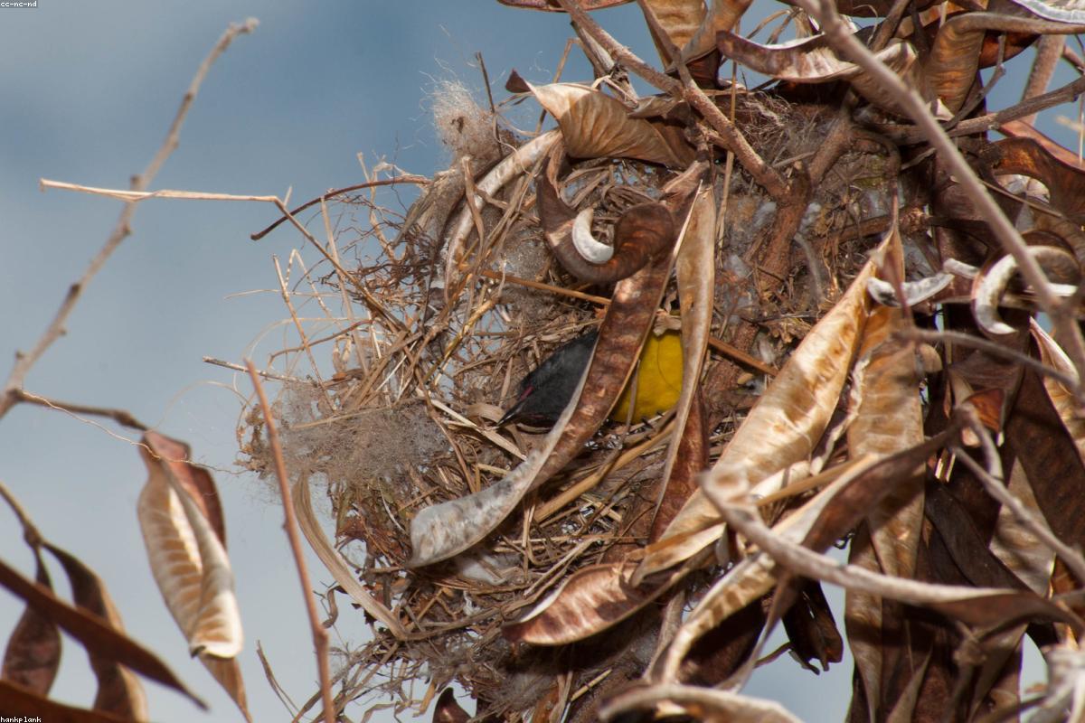 Bananaquit on feeder