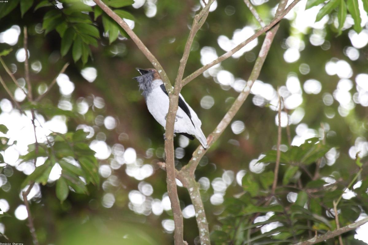 Bearded Bellbird ringing