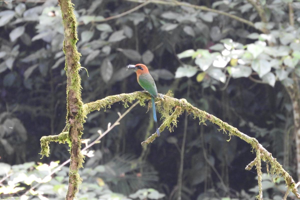 Trinidad Motmot on low branch