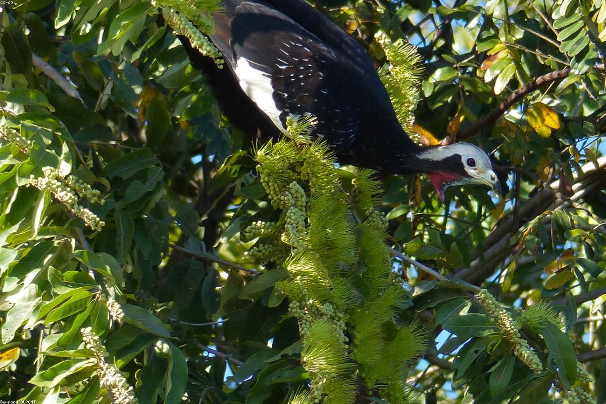 Piping-Guan on far ridge