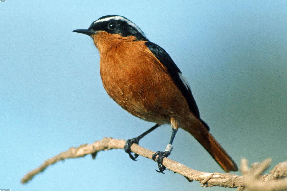 Moussier's redstart on thorn bush