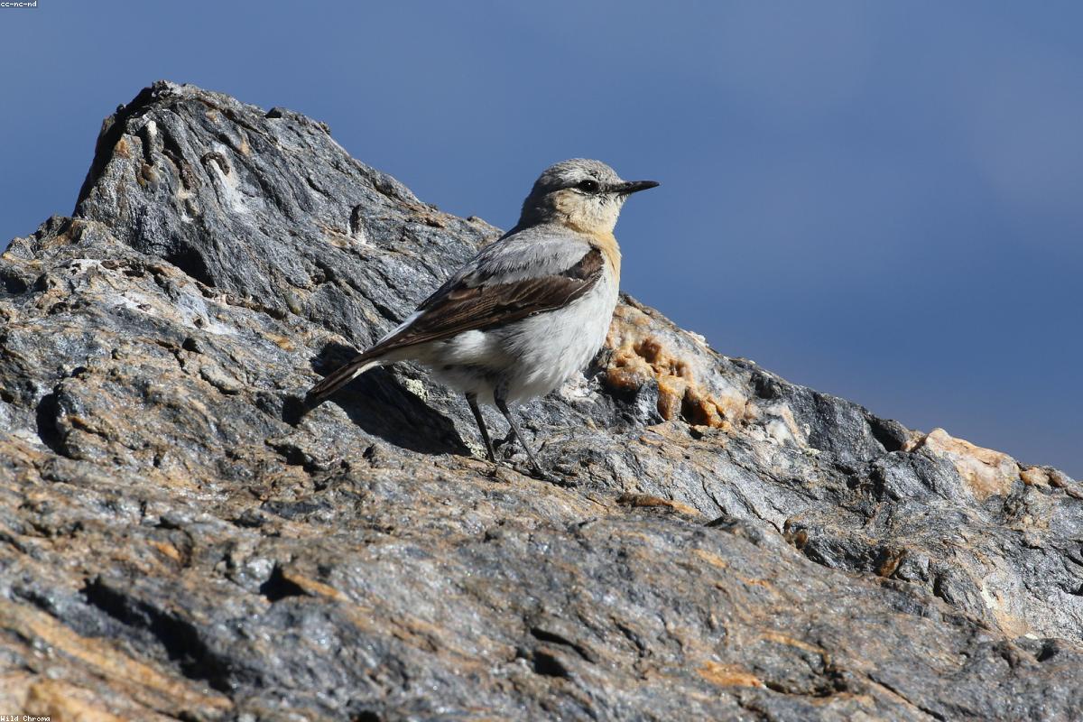 Black wheatear on boulder