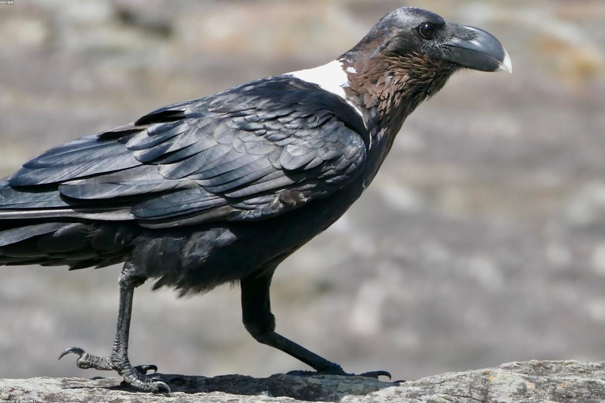 Raven on a dead juniper