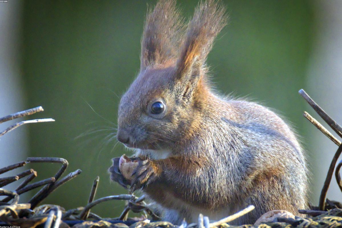 Ground squirrel on stone wall