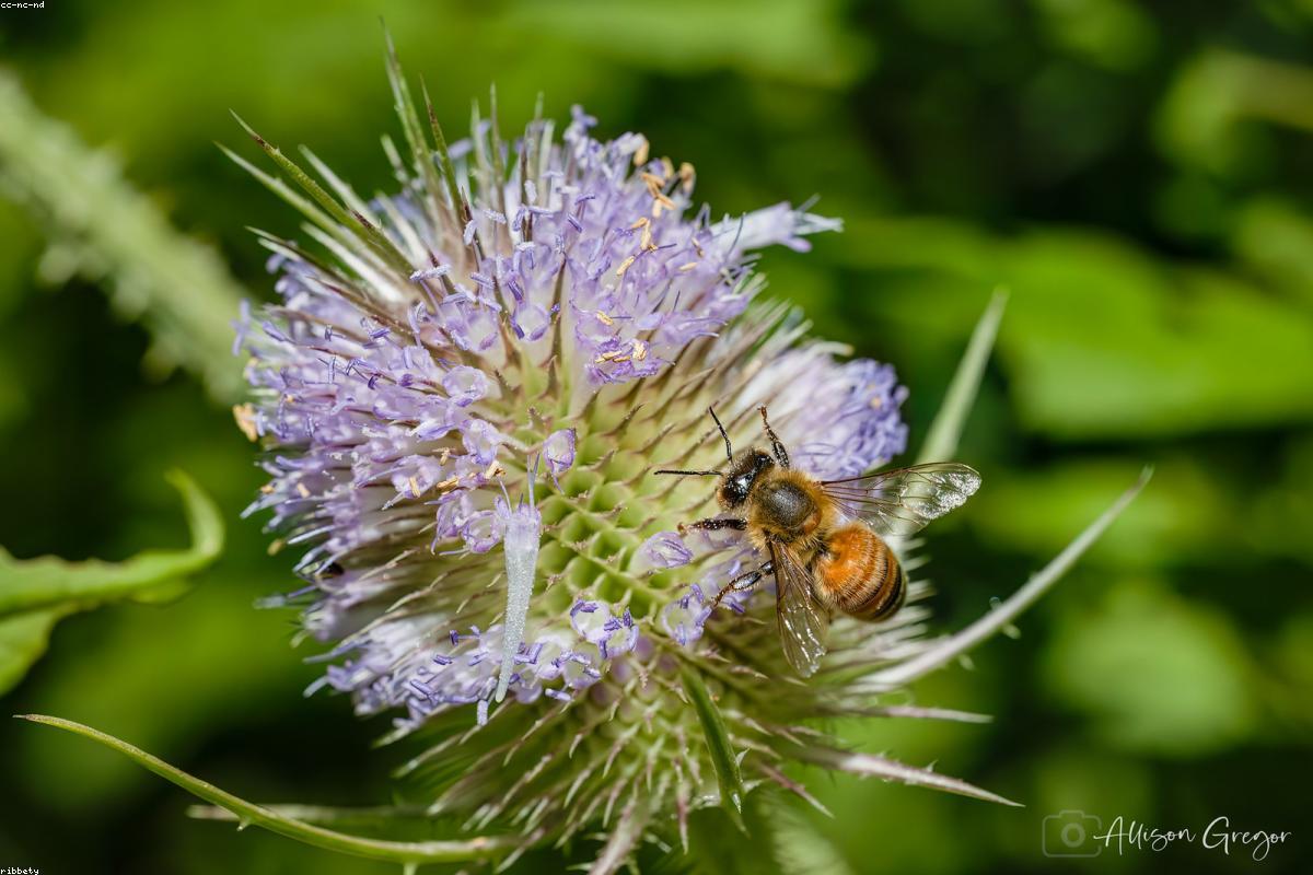 Austin early bees