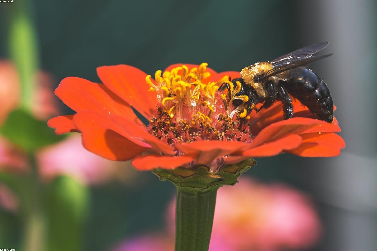 Carpenter Bee in flight (blurred)