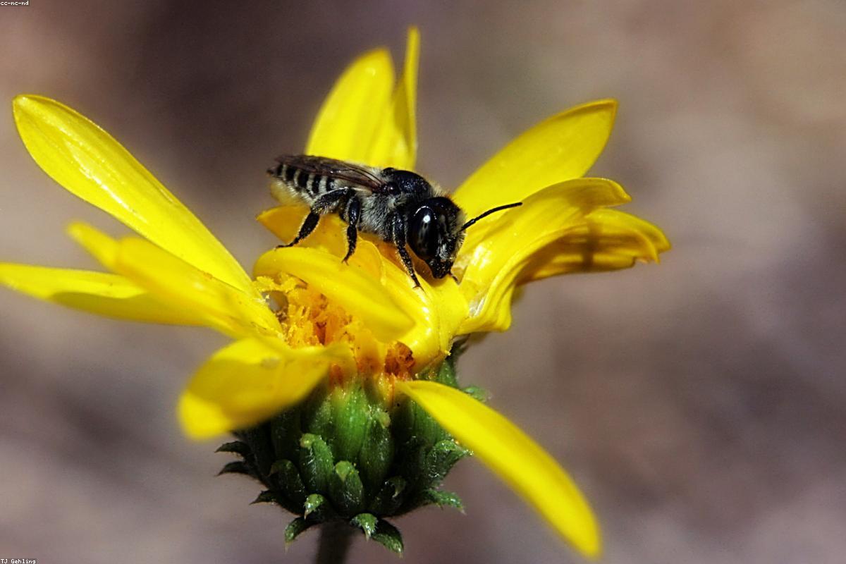 Leafcutter Bee on leaf