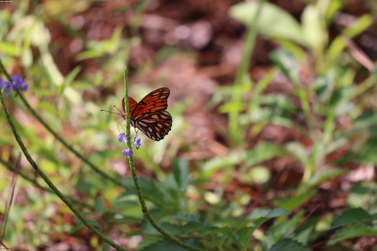 Gulf Fritillary on flower