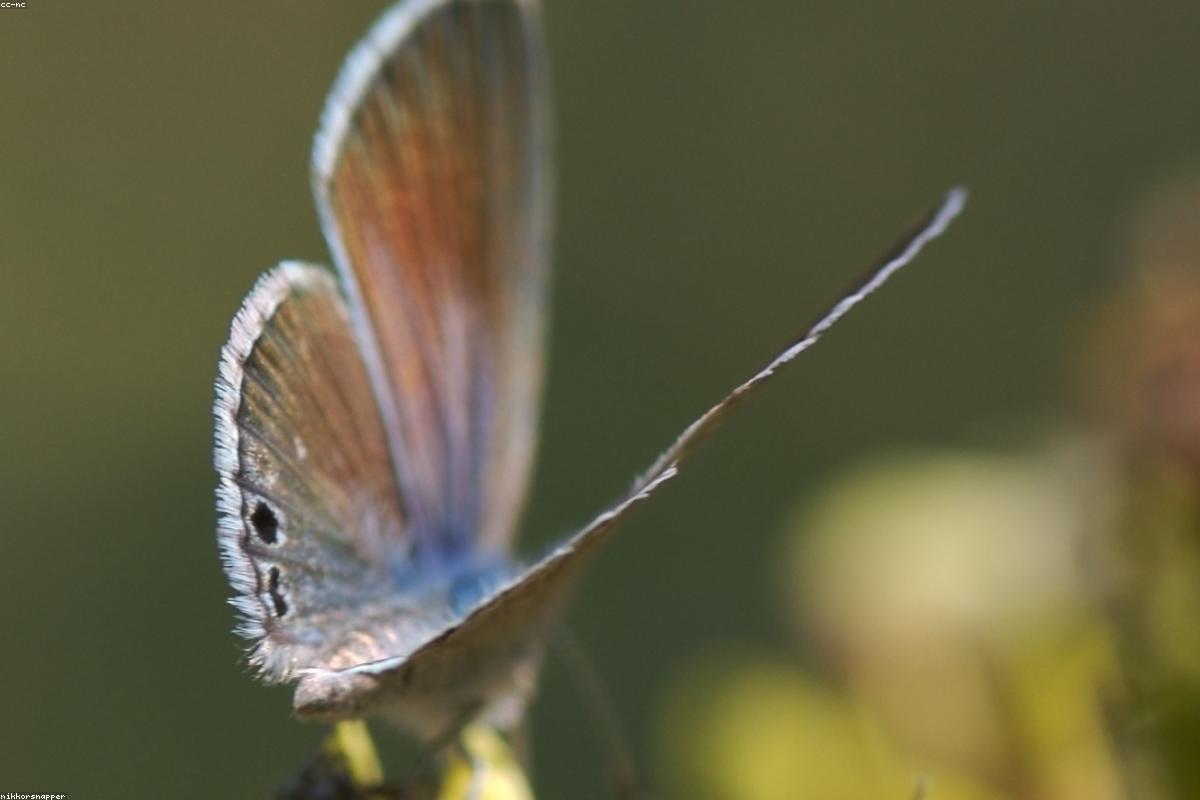 Reakirt's Blue wings open