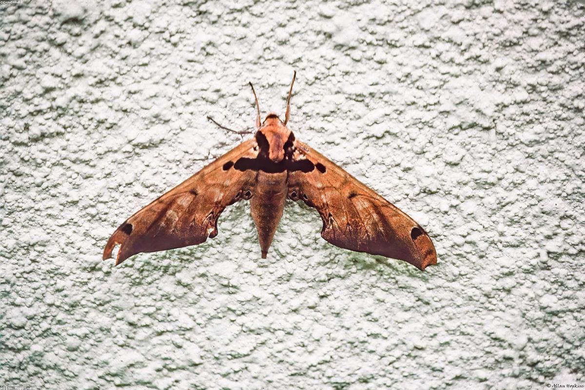 Sphinx Moth feeding on morning glory