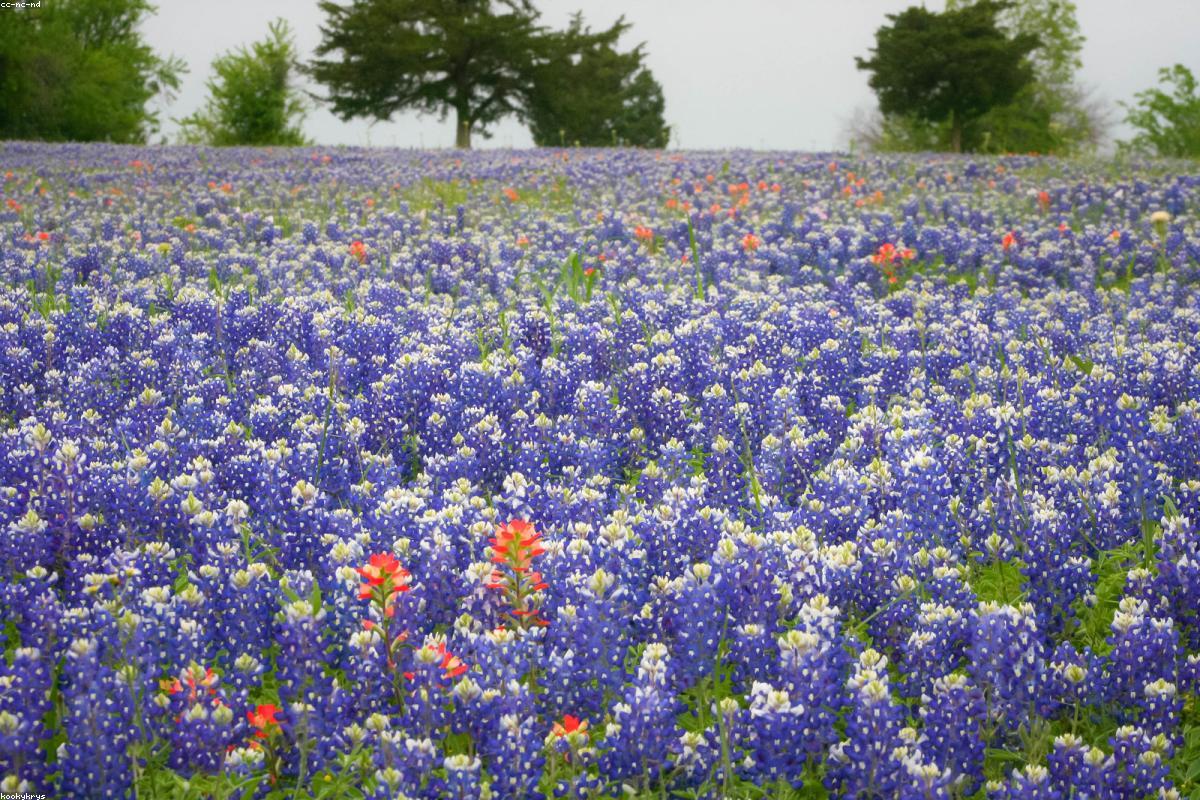 Bluebonnets and paintbrush meadow