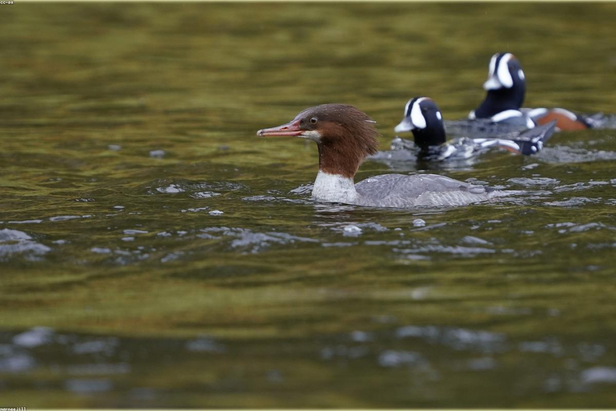 Barnegat sea ducks