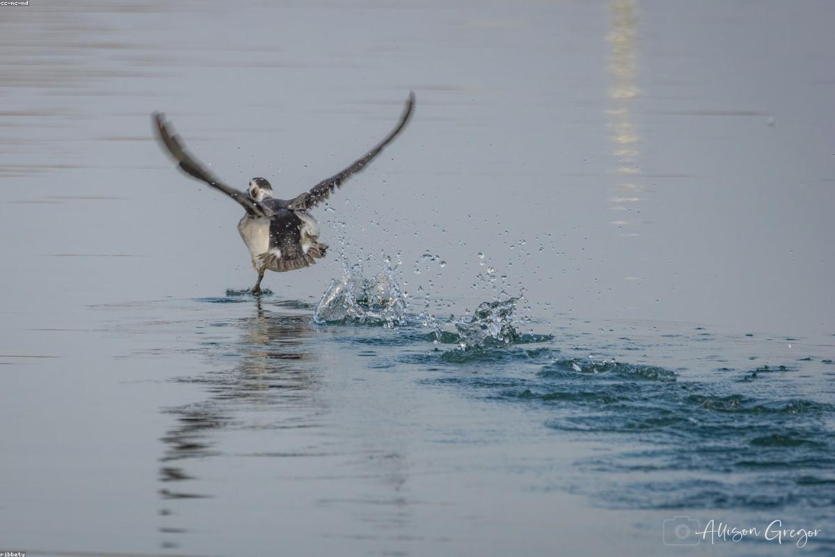 Long-tailed Duck male calling
