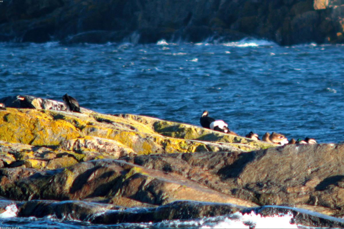 Common Eider adult male
