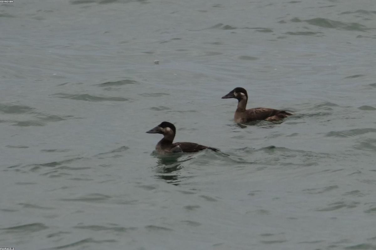 Surf Scoter raft on swell