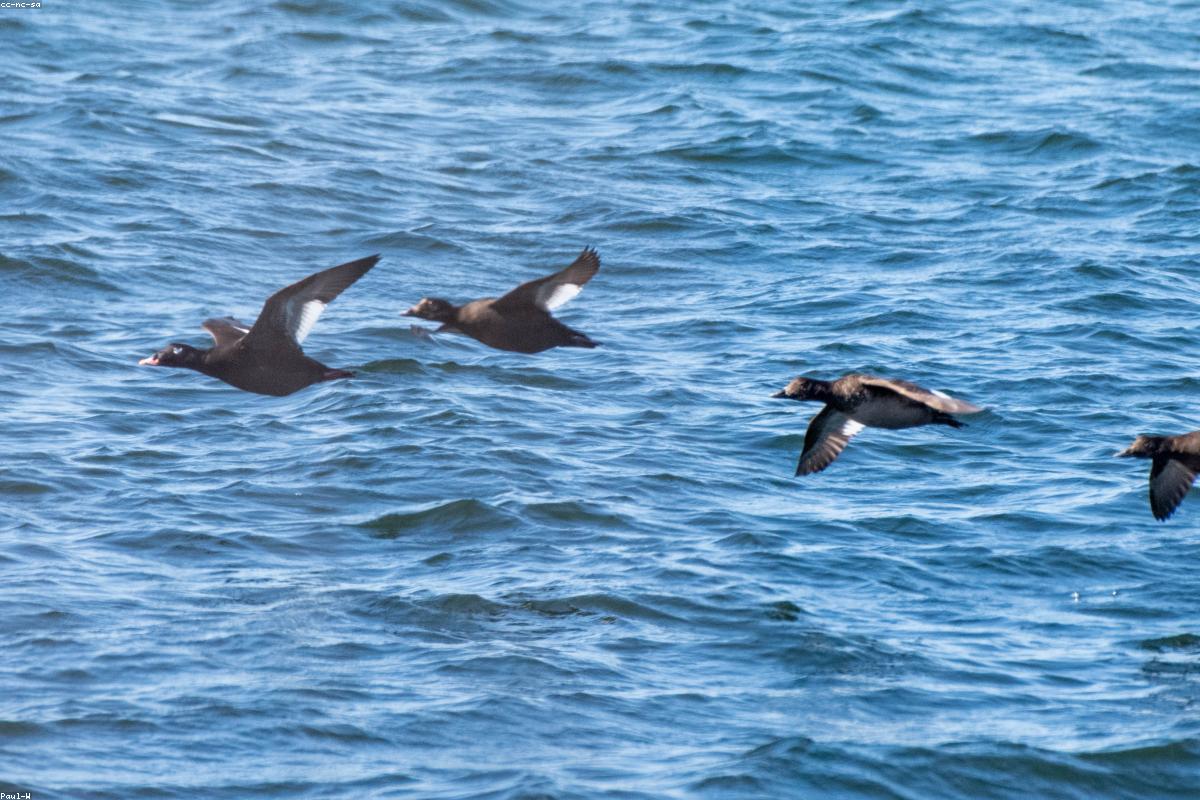 White-winged Scoter drake