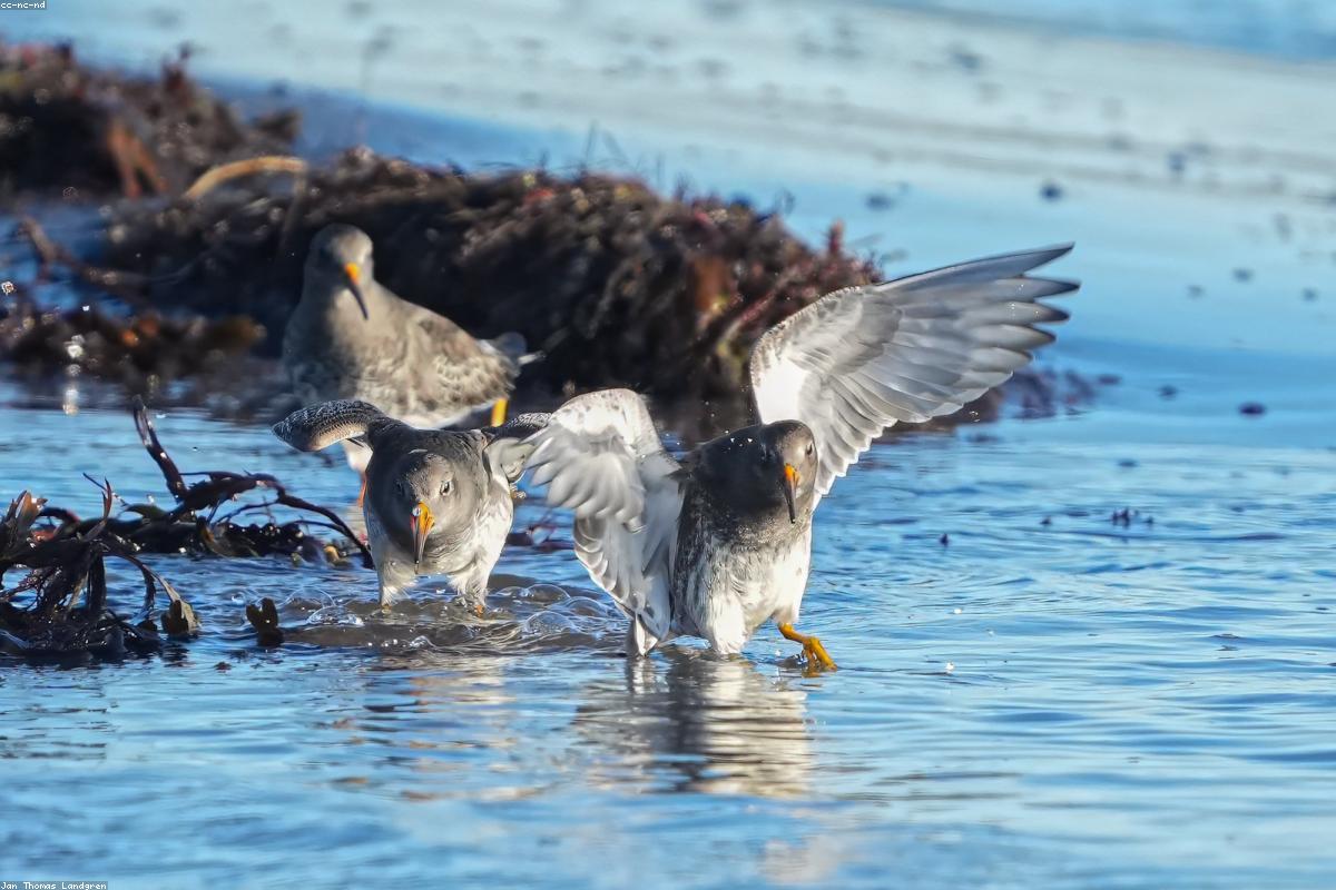 Purple Sandpiper on jetty rocks