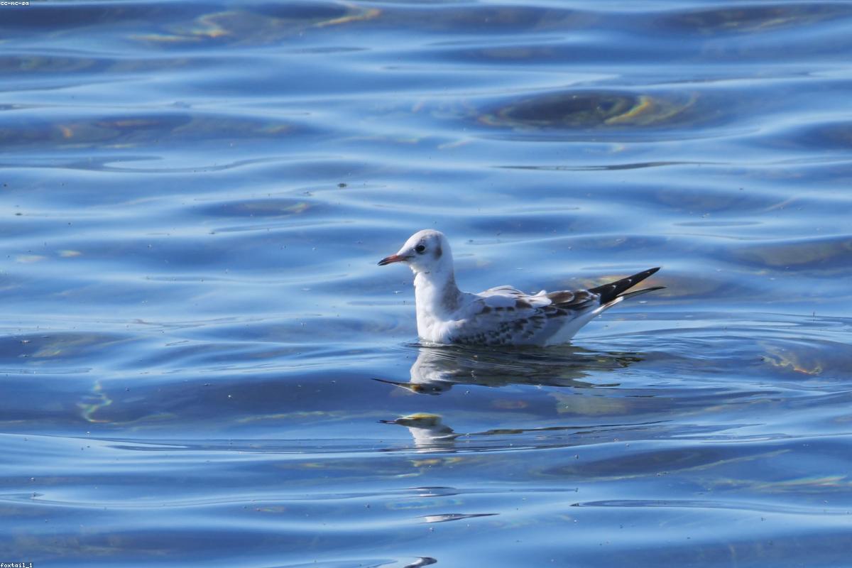 Iceland Gull resting
