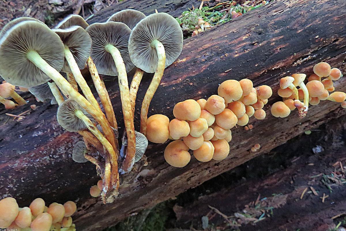 Fungi walk in Białowieża