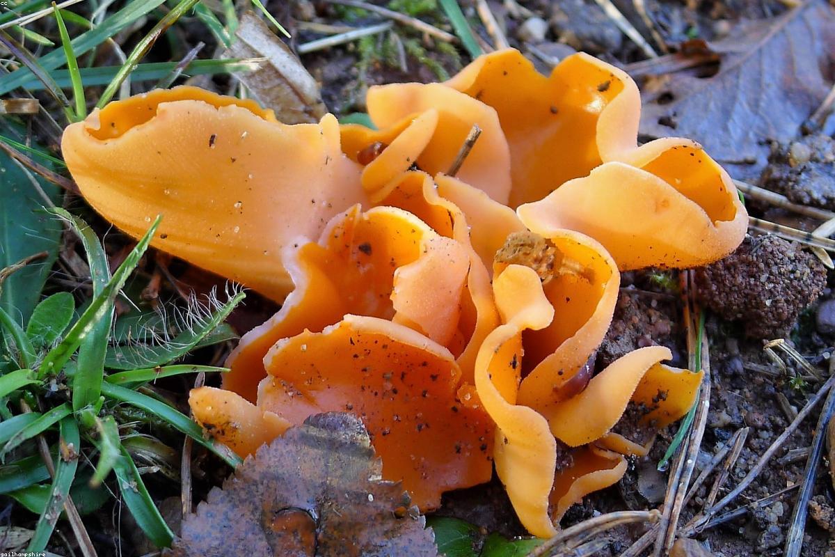 Orange peel fungus in leaf litter