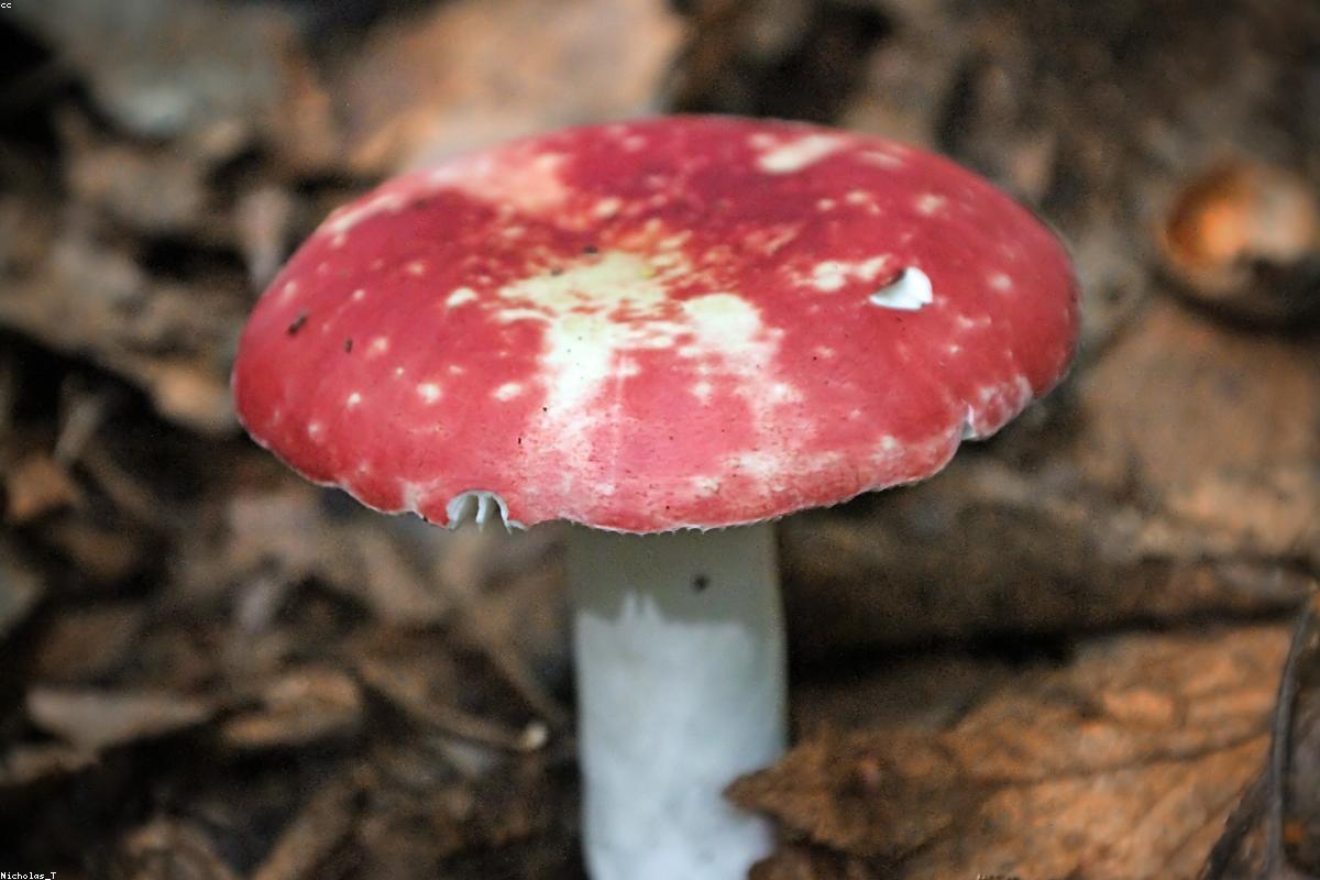 Red russula in moss