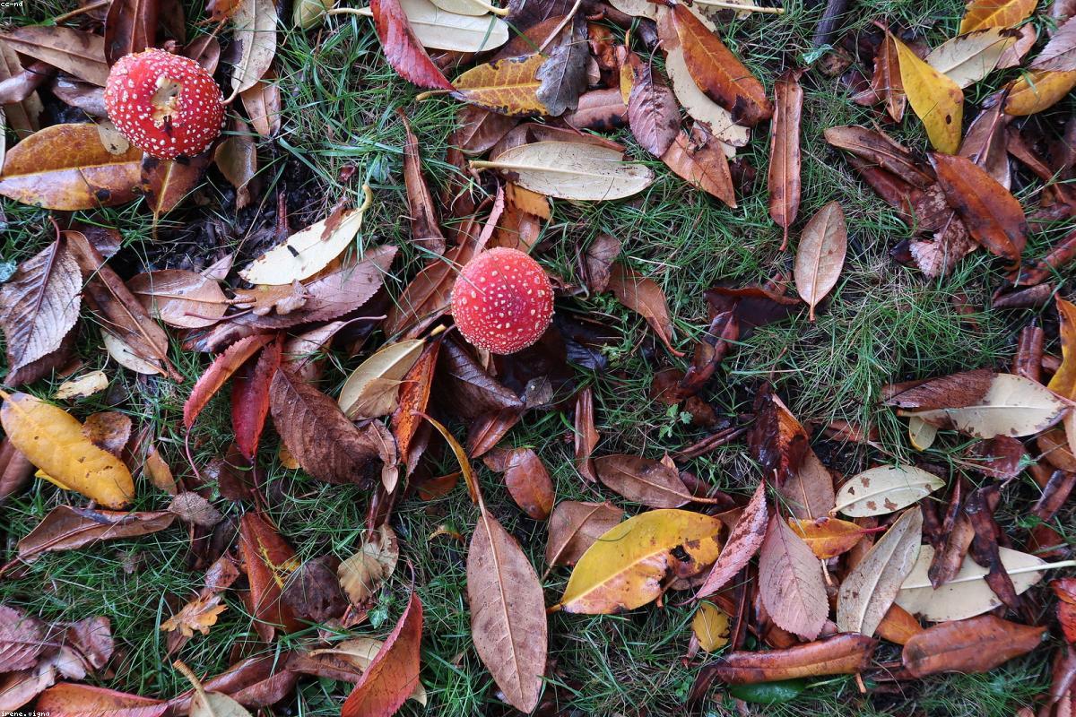 Amanita cap in dark understory