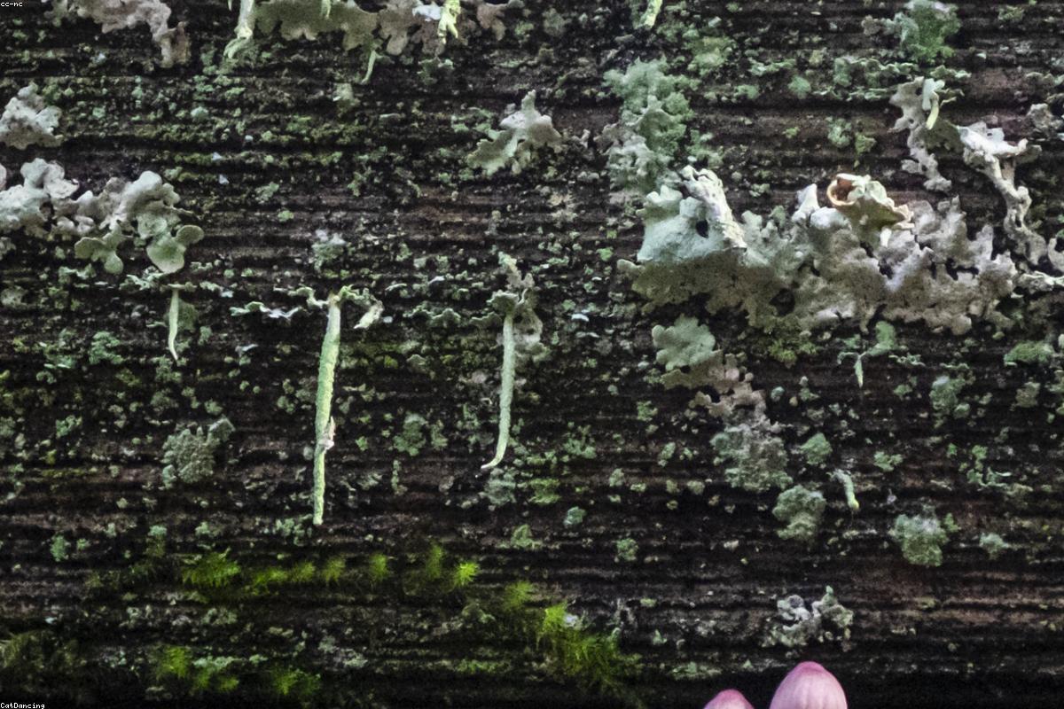 Tiny white mushrooms on moss-covered log