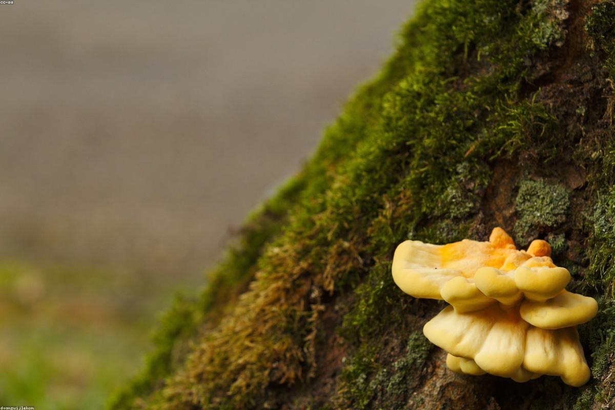 Bracket fungus on oak trunk