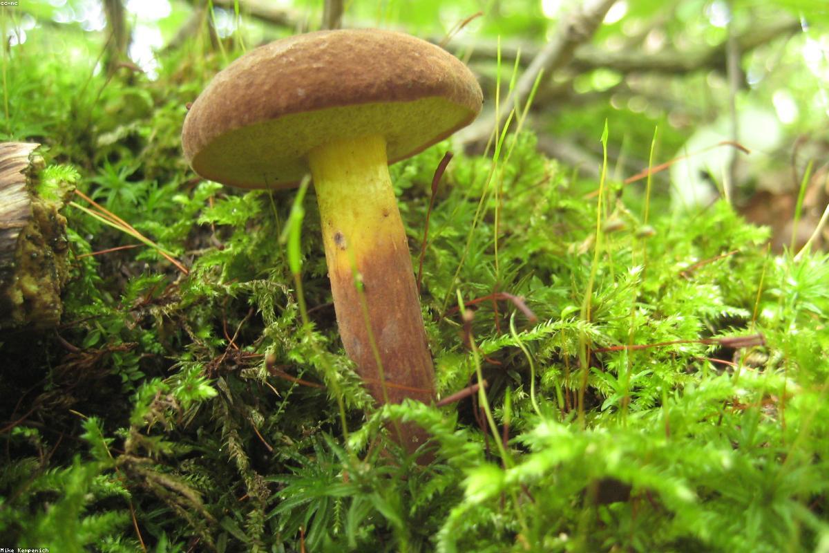 Cep-like bolete pushing up leaves