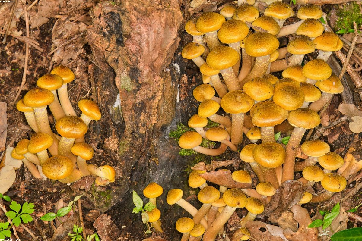 Cluster of honey fungus at base of oak