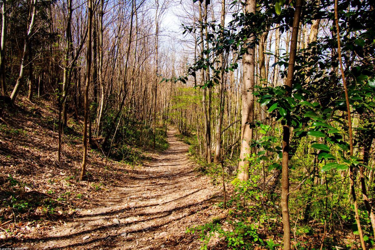 Trail through dim hornbeam stand