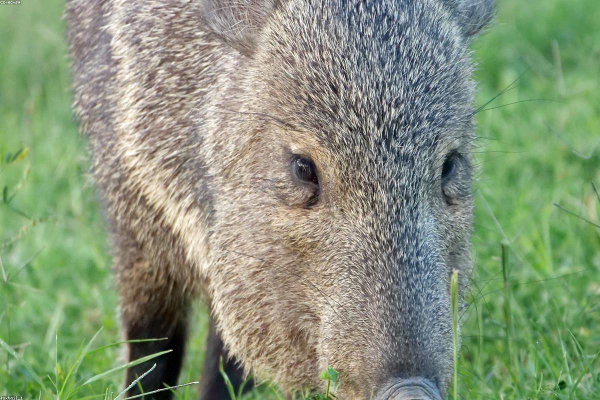 Javelina in sparse grass
