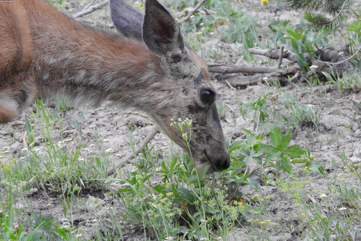 Mule deer doe