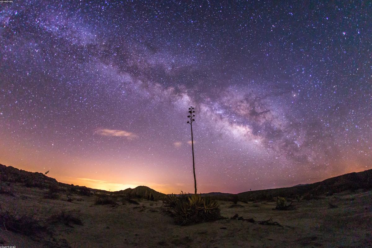 Yucca under starlight