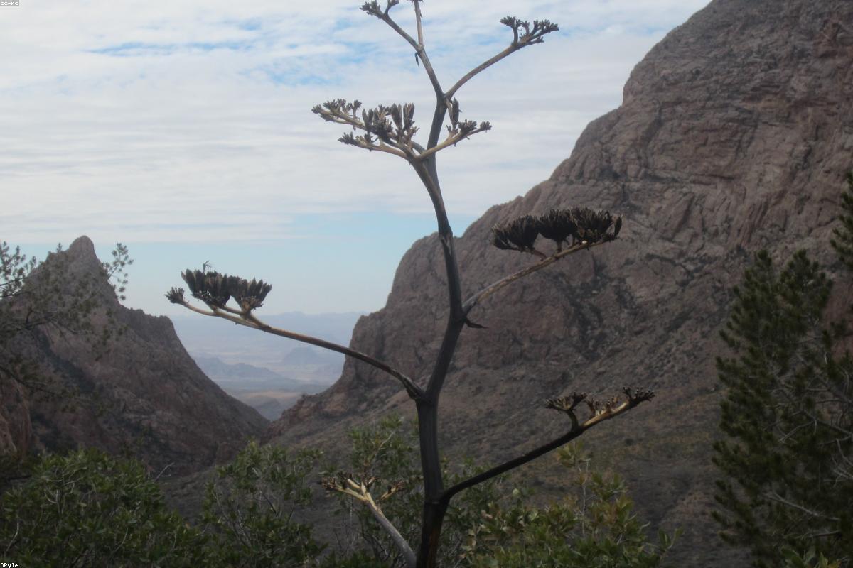 Chisos mountains silhouette